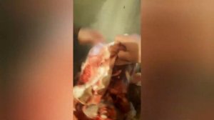 обвалка говяжьей головы. Примерно 7-8 кг мясо!