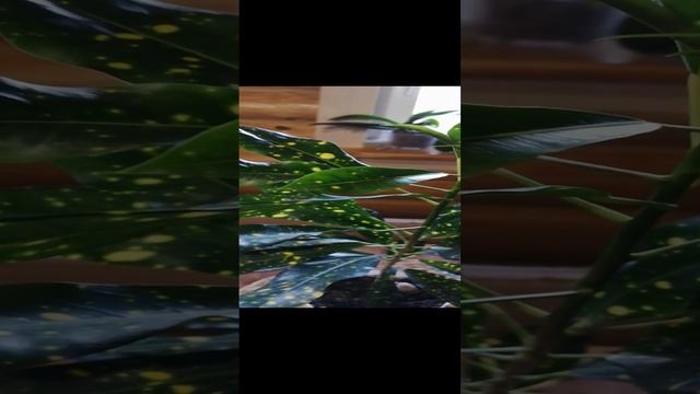 Аукуба или Кротон? Чем растения отличаются!