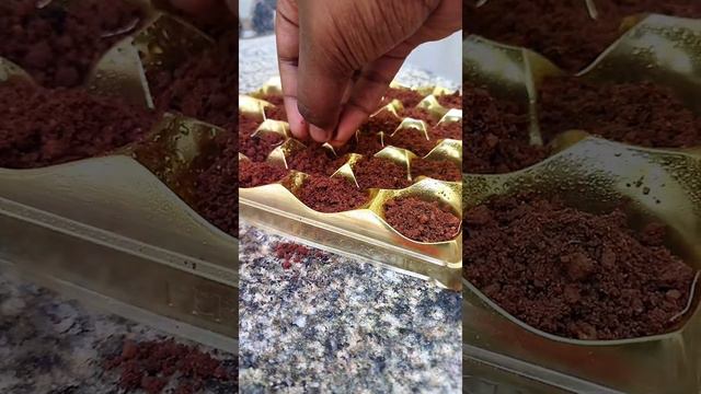 Planting 🌿 Indoor Plants In Chocolate Box | Reuse Able Idea 💡 | Nature смотреть онлайн