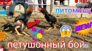 #второй #бой #питомник