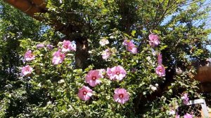 Гибискус сирийский древовидный. Как посадить растение, чтобы оно прижилось.