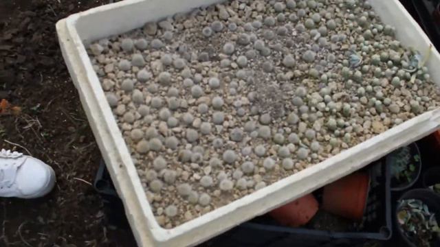 Suculentas en forma de rosa grenovias Pandora y Dodrentalis смотреть онлайн