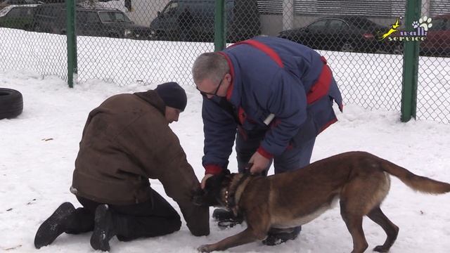 Фокс кусачка, границы навыка удержанием палки, собака для охраны смотреть онлайн