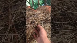 Какой Джон Дир выбрать 545 или 550.Плотность и размеры рулонов. Качество сено после JOHN DEERE