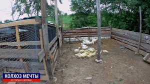 КАК Я ЕЗДИЛ ЗА ГУСЯТАМИ. Владимир - Птичий двор