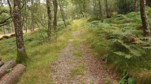 A short walk in Snowdonia's tropical forest | Coed Felinrhyd & Llennyrch | Wales | United Kingdom