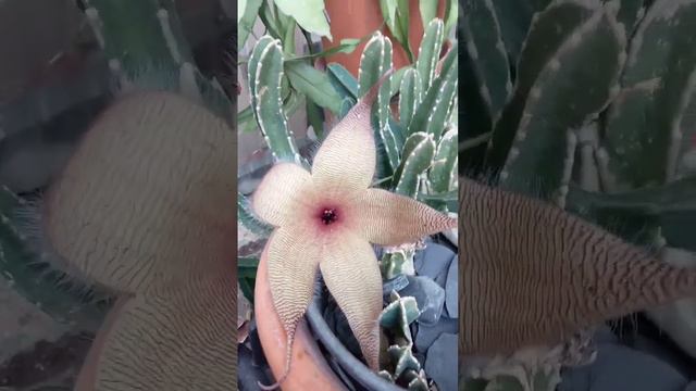 🌺 captus #stapelia increíble en #elviverodegloria