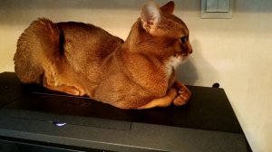 Xiaomi Redmi Note 5 пример записи видео.