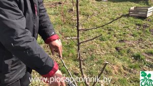 Яблоня. Обрезка яблони на третий год после посадки. В продолжение видео двухлетней давности.