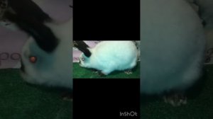 Продажа кроликов калифорнийской породы на племя. Ставрополь. 89283243720