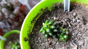 Суккуленты на моём окне. Обзор моих суккулентов