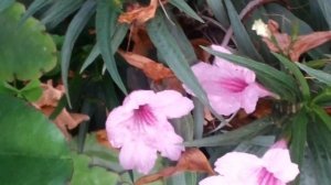 Ruellia Pink : : GARDEN and PLANTS (G&P)......Udyaan