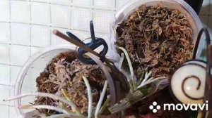 Дендробиум нобиле. Что делать с детками-кейками?!