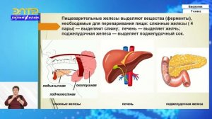 7-класс | Биология | Внешнее и внутреннее строение, среда обитания млекопитающих