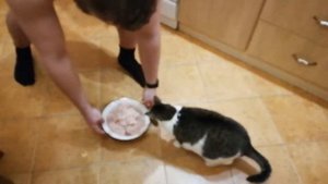 Чем кормить домашнюю кошку