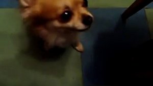 Chihuahua собака порода чих-хуа-хуа