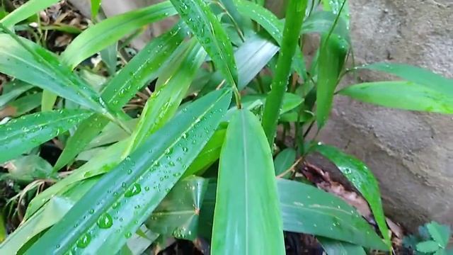 Alpinia officinarum. смотреть онлайн