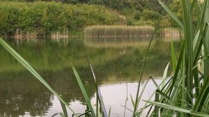 Вечерняя рыбалкам+ встреча с дикими зверями