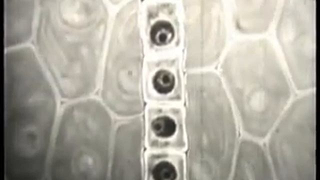 Спорогенез и гаметогенез у растений смотреть онлайн