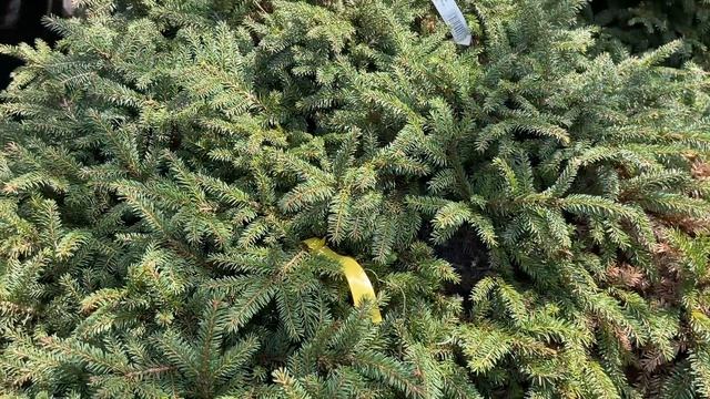 СОВЕТЫ ПРИ ПОКУПКЕ ХВОЙНЫХ ДЛЯ САДА смотреть онлайн