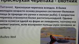 Особенности поведения красноухих черепах