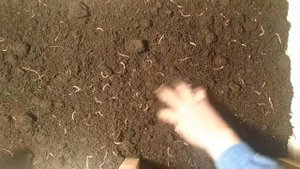 Дендробена  в большом ящике на навозе крс !!!