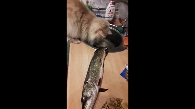 Симба красавчик Кот всем котам кот Санкт Петербург рыбалка смотреть онлайн