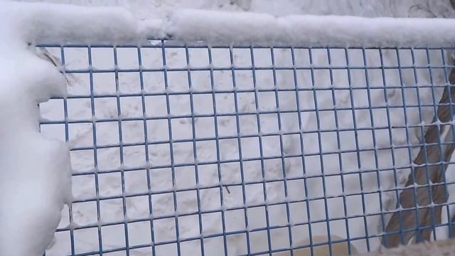 Чемпионат по бегу и бросанию канистры. ИГРАЕМ с КАЕМ смотреть онлайн