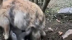 Крольчата в норе.mp4