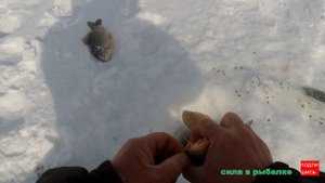 Зимняя рыбалка, удачный день.