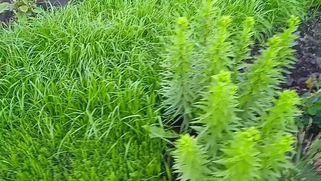 Цветут розы Поль Ноэль и Мария Матильда.
