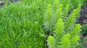 Цветут розы Поль Ноэль и Мария Матильда.