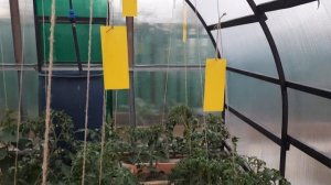 Забудьте о БЕЛОКРЫЛКЕ на своём участке!!! Лёгкое решение проблемы с белокрылкой.