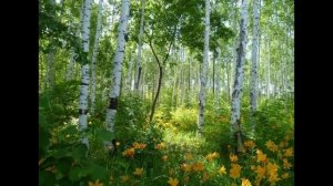 Русская березка - символ родного края