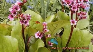 Бадан гибридный Бэби Долл (bergenia gibrida) ? Бэби Долл обзор: как сажать, рассада бадана Бэби Дол