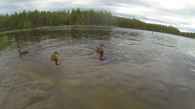 Утки и манная каша. смотреть онлайн