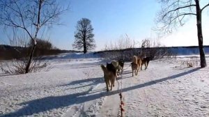 Север рядом в "Эко Хаски Парк"