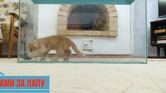 Что будет если бросить котёнка и мышь в пустой аквариум? Кто победит? Мышь кусает кота, смешно. смотреть онлайн
