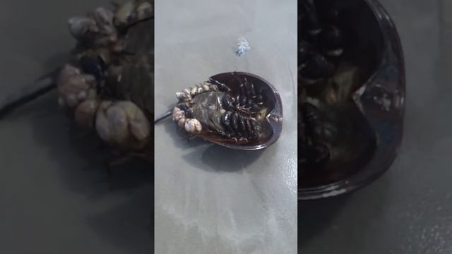 Limulus polyphemus at Long Beach