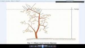 Плодовый сад: как правильно посадить и ухаживать