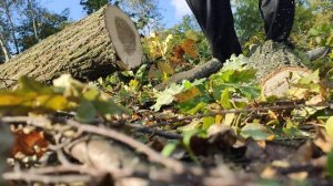 Oleo-mac GSH 560 vs Stihl MS 181