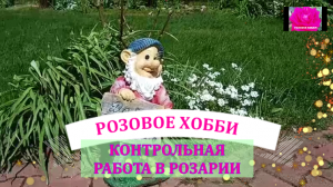РОЗЫ ПОПРАВЛЯЮТСЯ ПОСЛЕ ЗАМОРОЗКА. ЧТО ДАЛЬШЕ