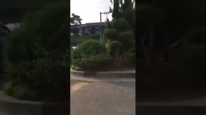 Необычные деревья в Корее