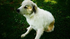 Пиренейская горная собака (англ. Pyrenean Mountain Dog и Great Pyrenees)