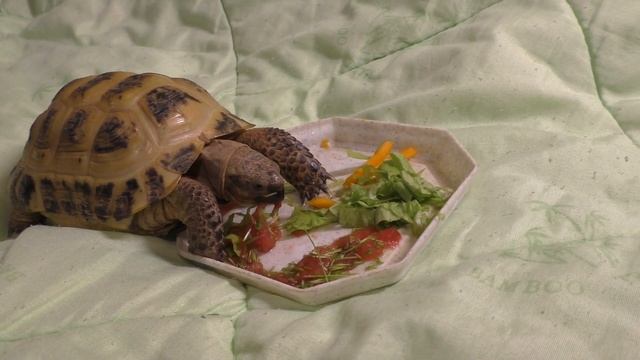 ПРОРОЩЕННЫЙ ОВЕС ДЛЯ ЧЕРЕПАХИ/ ТРАВА ДЛЯ ЧЕРЕПАХ смотреть онлайн