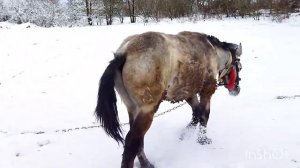 ЛОШАДИ/ЖЕРЕБЧИК ТЯЖЕЛОВОЗ ВЕРАС???