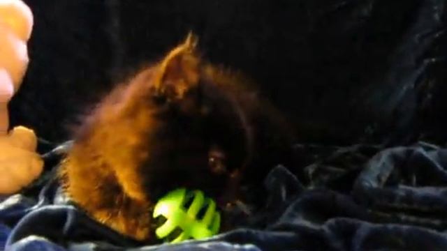 Yosheta Napoleon kitten plays смотреть онлайн