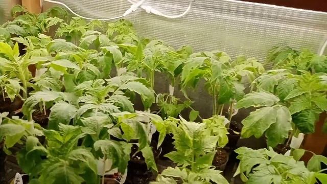 ?Увожу все растения на дачу.? смотреть онлайн