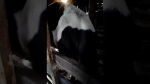 Откорм кастрированных бычков голштинская порода.Измерения веса в 15,5 месяцев.