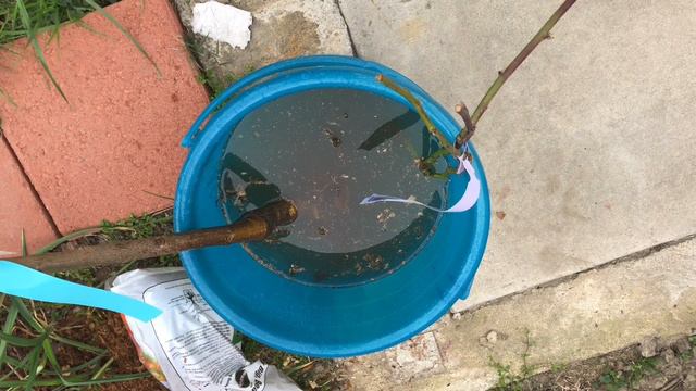 Fruit Trees Tour and Planting Blackberry, Ultra Dwarf Cherry Trees смотреть онлайн